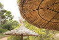 Straw umbrellas on the beach in Palma de Mallorca, Close-up against trees Royalty Free Stock Photo