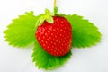 Strawberrie Royalty Free Stock Photo