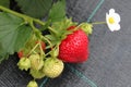 Strawberries Royalty Free Stock Photo