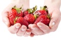 Strawberries Royalty Free Stock Photo