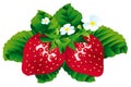 Strawberries