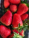 Strawberries. Aesthetics of berries. The beauty of strawberries. Reali