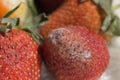 Strawberries affected by gray mold, Botrytis cinerea Royalty Free Stock Photo