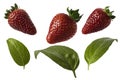 Strawberries and basil leaves for collages Royalty Free Stock Photo