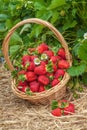 Strawberries  basket field fresh farm Royalty Free Stock Photo