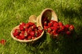 Strawberries in a basket on the grass in the shade of the trees in the garden, Sunny summer day, bright colors.