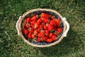 Strawberries basket on green lawn background