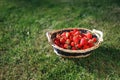 Strawberries basket on green lawn background Royalty Free Stock Photo