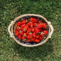 Strawberries basket on green lawn background Royalty Free Stock Photo