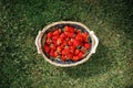 Strawberries basket on green lawn background