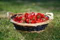 Strawberries basket on green lawn background Royalty Free Stock Photo