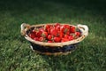 Strawberries basket on green lawn background