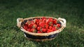 Strawberries basket on green lawn background Royalty Free Stock Photo
