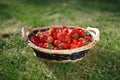 Strawberries basket on green lawn background Royalty Free Stock Photo