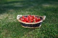 Strawberries basket on green lawn background Royalty Free Stock Photo