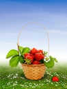 Strawberries in the basket