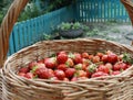 strawberries in a basket on a wooden table in a natural background, tasty first-class organic fruits as a concept for summer Royalty Free Stock Photo