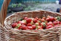 strawberries in a basket on a wooden table in a natural background, tasty first-class organic fruits as a concept for summer Royalty Free Stock Photo