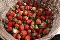 strawberries in a basket on a wooden table in a natural background, tasty first-class organic fruits as a concept for summer Royalty Free Stock Photo