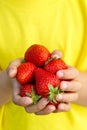 Strawberries berry fruits strawberry berries fruit summer hands Royalty Free Stock Photo