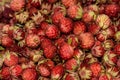 Strawberries berry wild bunch background Royalty Free Stock Photo