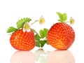 Strawberries with Blossom and Leaves on white Background Royalty Free Stock Photo