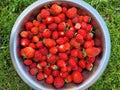 strawberries in a bowl, fresh ripe harvest Royalty Free Stock Photo