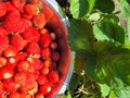 strawberries in a bowl, fresh ripe harvest Royalty Free Stock Photo