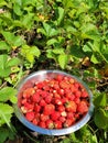 strawberries in a bowl, fresh ripe harvest. Vertical Orientation Royalty Free Stock Photo