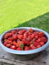 strawberries in a bowl, fresh ripe harvest. Vertical Orientation Royalty Free Stock Photo