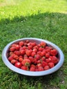 strawberries in a bowl, fresh ripe harvest. Vertical Orientation Royalty Free Stock Photo