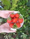 Strawberries in a bowl in woman hands. Big fresh berries in the garden. Top view. A handful on a green background.