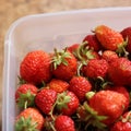 Red strawberries in a container. Summer berry