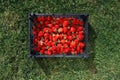 Strawberries box on green lawn background Royalty Free Stock Photo