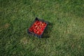 Strawberries box on green lawn background Royalty Free Stock Photo