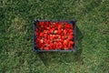 Strawberries box on green lawn background Royalty Free Stock Photo
