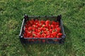 Strawberries box on green lawn background Royalty Free Stock Photo