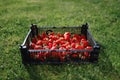 Strawberries box on green lawn background Royalty Free Stock Photo