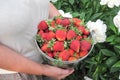 Strawberries in bucket on white flowers background. Mature woman hands hold summer harvest of home garden