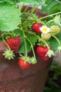 Strawberries in clay pot