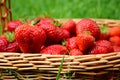 Strawberries close-up in a basket Royalty Free Stock Photo