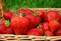 Strawberries close-up in a basket Royalty Free Stock Photo