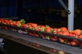 Strawberries on conveyor belt