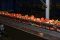 Strawberries on conveyor belt