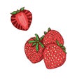 Strawberries and cut slice, hand drawn doodle, sketch, vector