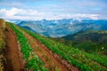 Strawberries farm at Chiangmai Thailand Royalty Free Stock Photo