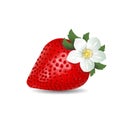 Strawberries with flower. blooming strawberries