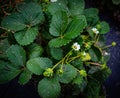 Strawberries flowers on the vines Royalty Free Stock Photo