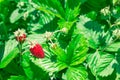 Strawberries fragaria vesca on blurry background