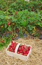 Strawberries - fresh from the field - III Royalty Free Stock Photo